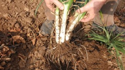 Recepta de cuina de Calçots a la brasa amb la seva salsa